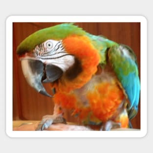 Harlequin Macaw Sticker